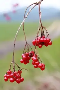 梦见椰子果，探寻梦境中的海洋之梦，梦见椰子果