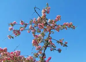 梦见腊梅花开——岁月静好，幽香盈怀，梦见腊梅花开