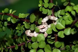 梦见养了蛇，神秘潜意识的映射与心灵深处的探寻，梦见养了蛇