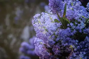 摩羯座，神秘稳重的节制之光，摩羯座是什么象星座的 五行属什么