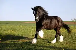 五行缺木的男孩属猴，探秘八字中的木元素与猴年出生的独特气质，五行缺木的男孩属猴