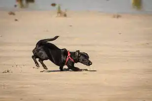 梦境中的猪跑，探寻潜意识中的寓意与象征，梦见猪跑