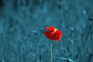 水瓶座男生性格特点卡牌解析，水瓶座男生性格特点卡牌