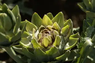 梦境奇遇，梦中的栽白菜之旅，梦见栽白菜