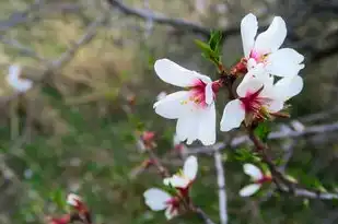 双子座最近运势详解，双子座最近运势