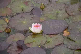 植物五行属性，探索自然界的生命能量，植物五行属性