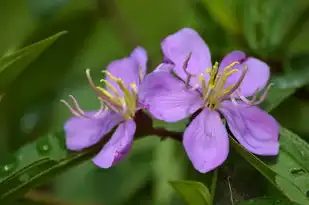 双鱼座上升白羊座女生特点，梦幻与现实中的独特魅力，双鱼座上升白羊座女生特点