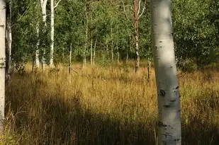 梦境中的麦田地，穿越时空的绿色幻想，梦见麦田地