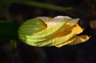 女人梦见吃香菜，寓意与象征的深度解析，女人梦见吃香菜