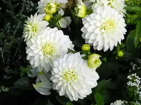 巨蟹座女生六月桃花运，浪漫来袭，爱情花开，巨蟹座女生六月桃花运