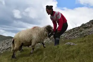 属羊遇狗年运势详解，机遇与挑战并存，把握关键提升运势，属羊遇狗年运势如何