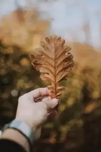 梦中情深，我爱你，梦见我爱你