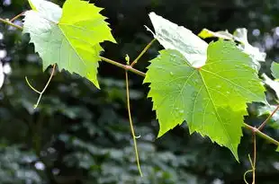 叶五行属性，揭秘自然界的生命密码，叶五行属性