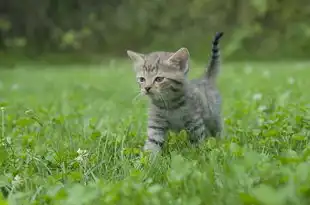 梦境中的小野猫，探寻内心深处的渴望与恐惧，梦见小野猫