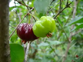 梦境中的农场奇遇，梦见给果树喷农药的启示，梦见给果树喷农药