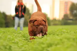 属猪水瓶座男的性格特点，属猪水瓶座男性格特点