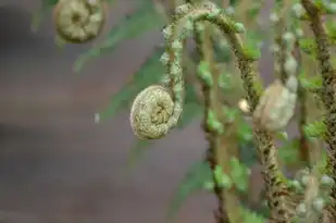 白羊，风象星座的独特风采，白羊是属于什么风象