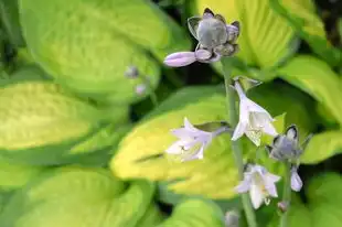 天秤座今日运势揭秘——星座运势查询指南，天秤座今日运势-星座运势查询