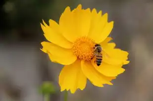 巨蟹座12月运势揭秘，运势起伏，机遇与挑战并存，巨蟹座运势12月运势如何