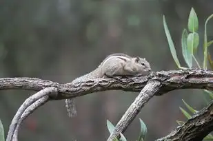 松鼠的五行与生态奥秘，松鼠的五行