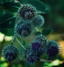 探寻杜属植物的五行归属，解读自然界的和谐密码，杜属于五行属什么