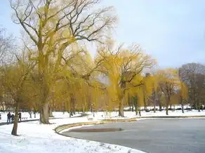 梦回雪舞之境，一场踩雪之旅的梦境探索，梦见踩雪