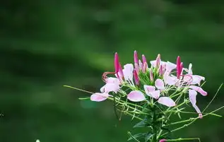 闪耀的星座之光，12月射手座女生的独特魅力，12月射手座的女生特点