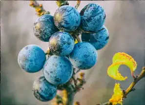 季节五行的奥秘，季节五行