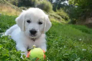 梦中的犬吠声，解读梦见狗对着我叫的深层寓意，梦见狗对着我叫