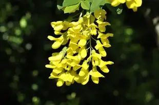 12生肖下周运势详解，运势起伏，揭秘你的运势走向！，12生肖下周运势如何