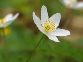 二月份水瓶座性格的独特魅力，二月份水瓶座性格