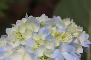 处女座女暗恋的悄悄话，这些小细节，暴露了她对爱人的偏爱，处女座女喜欢一个人的表现