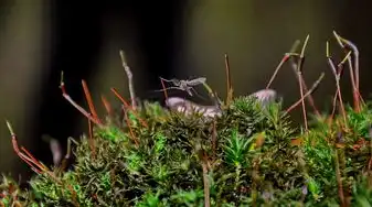 梦境中的恐惧，虫子钻进皮肤里的奇异经历，梦见有虫子钻进皮肤里