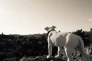 梦中的白色犬影，揭秘梦境中的神秘使者，做梦梦见白色的狗