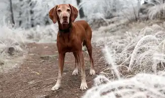 梦中的白色犬影，揭秘梦境中的神秘使者，做梦梦见白色的狗