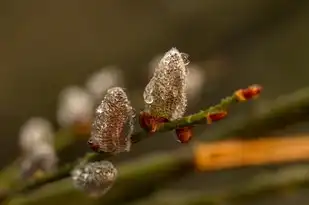 水瓶座，星空中独树一帜的奇迹，水瓶座