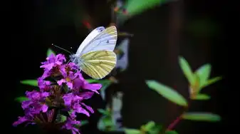 梦境解析，梦见白色蠕动的虫子背后的深层含义，梦见白色蠕动的虫子