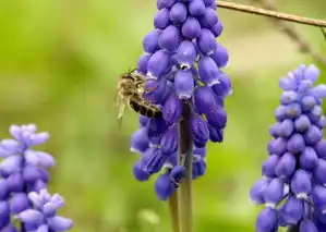 金牛座适合养什么植物，金牛座适合养什么植物