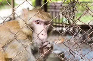 梦见小猪，探寻梦境中的深层意义，梦见小猪是什么意思