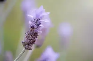 每日运势金牛座，金牛座今日运势详解，把握幸运时刻！，每日运势金牛座