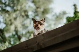 梦境奇谈，猫吃鸡的奇幻之旅，梦见猫吃鸡