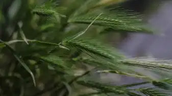 蕊属五行，探寻植物世界的五行奥秘，蕊属五行