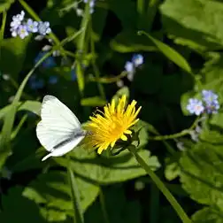 梦境中的火烧鲜花，揭秘潜意识中的情感密码，梦见火烧鲜花