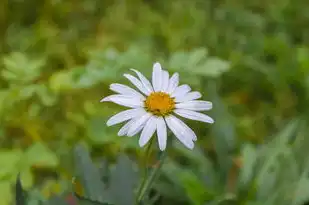 天蝎座女，神秘、热情、独立，揭秘神秘星座的独特魅力，天蝎座女