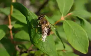 狮子座光芒下的曾轶可与刘亦菲，音乐与影视的璀璨双星，狮子座曾轶可和刘亦菲