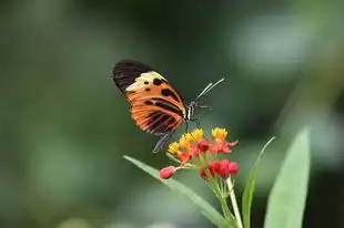 摇字五行吉凶，揭秘命运的隐形密码，摇字五行吉凶