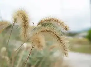 梦见下雨收稻谷，收获与困境的交织，梦见下雨收稻谷