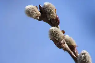 鼠年运势全解析，把握吉时吉日，开启好运连连的人生!，鼠属相运势