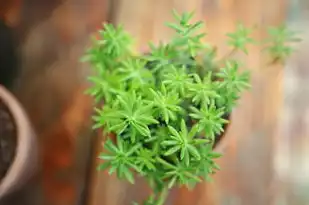 植五行属，探寻中华传统文化中的生态平衡智慧，植五行属