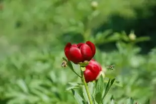 95年属猪7月份运势，探索命运的奥秘，95年属猪7月份运势